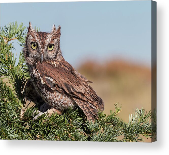 New Mexico Acrylic Print featuring the photograph Eastern Screech-owl Megascops Asio by Jim Frazee