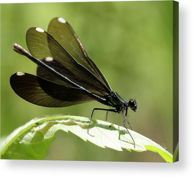 Ebony Jewelwing Acrylic Print featuring the photograph Ebony Jewelwing fluttering for male by Doris Potter