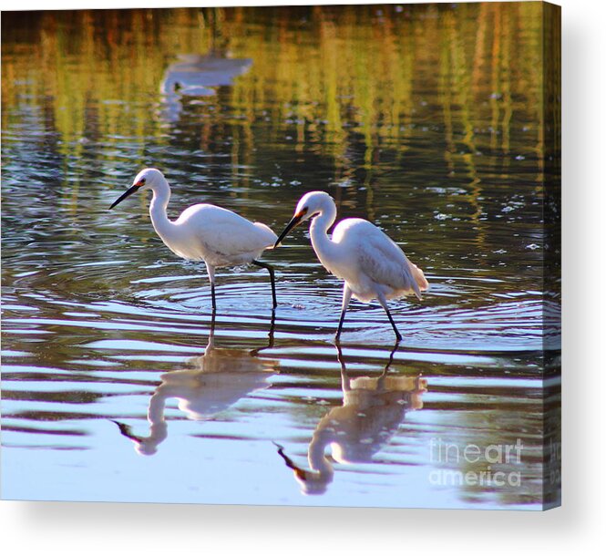 Egret Acrylic Print featuring the photograph Egret Pair by Andre Turner