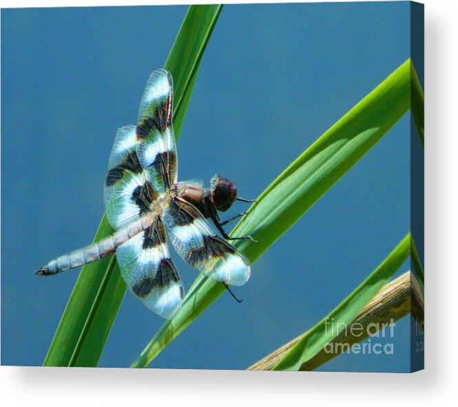 Nature Acrylic Print featuring the photograph Elegance of Nature by Gallery Of Hope 