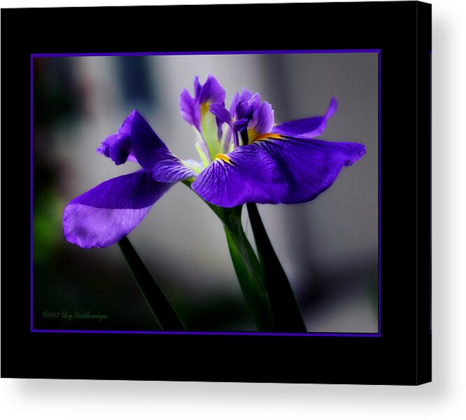 Iris Acrylic Print featuring the photograph Elegant Iris with Black Border by Lucy VanSwearingen