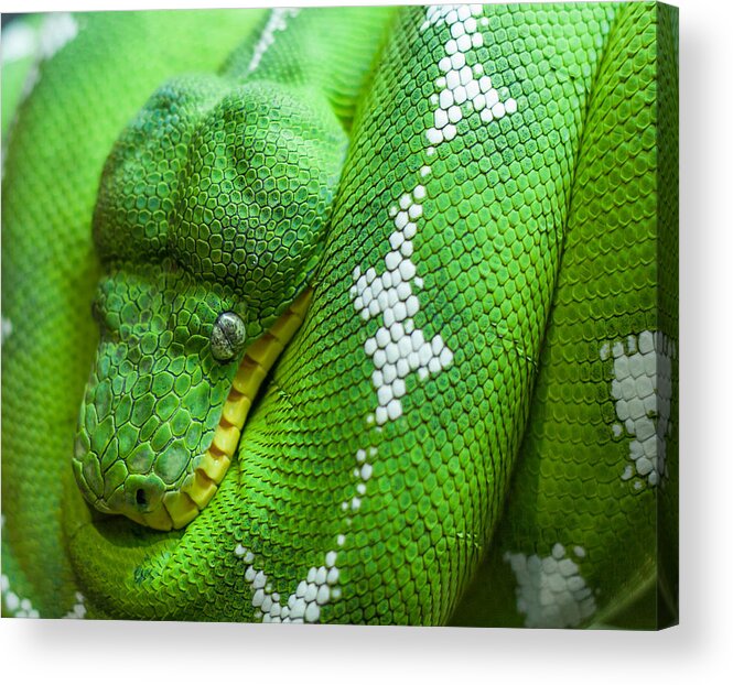 Snake Acrylic Print featuring the photograph Emerald Tree Boa by Doug McPherson