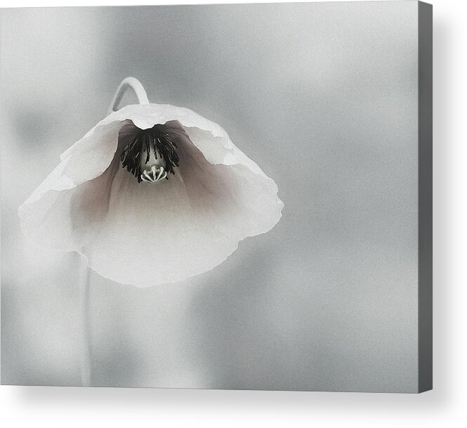 Flower Acrylic Print featuring the photograph Ephemeral Beauty by Piet Flour