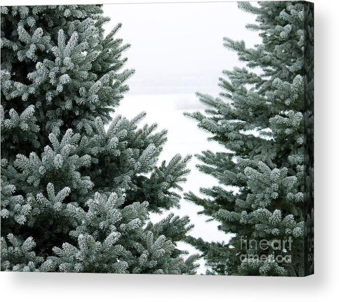 Evergreen Acrylic Print featuring the photograph Evergreens by Debbie Hart