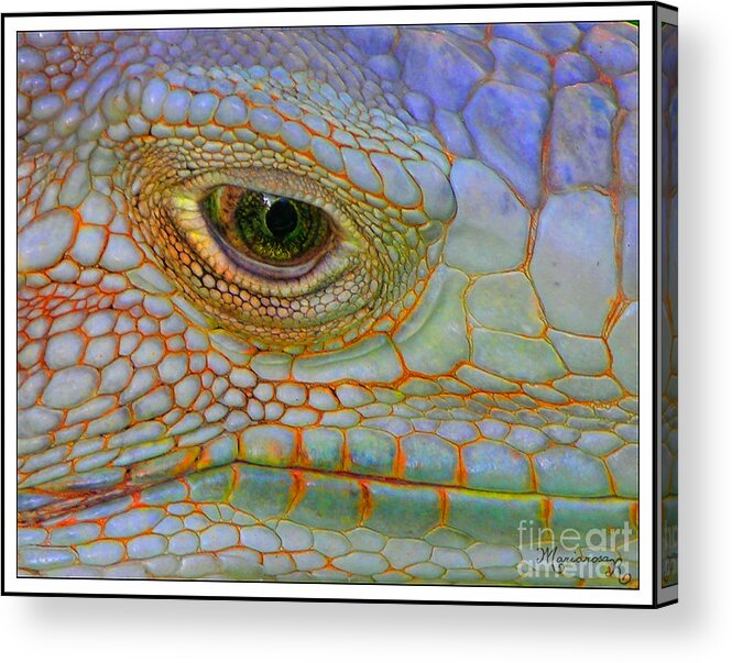 Fauna Acrylic Print featuring the photograph Eye of the Iguana by Mariarosa Rockefeller