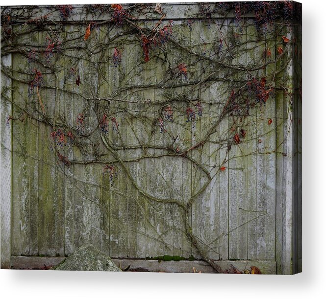 Fence Acrylic Print featuring the photograph Fall Fence by Robert Bissett