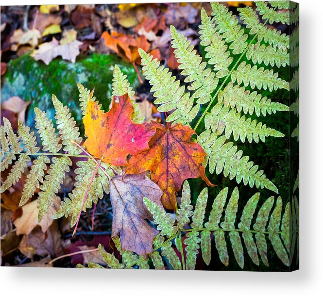 Fall Acrylic Print featuring the photograph Fall In the Ferns by Bill Pevlor