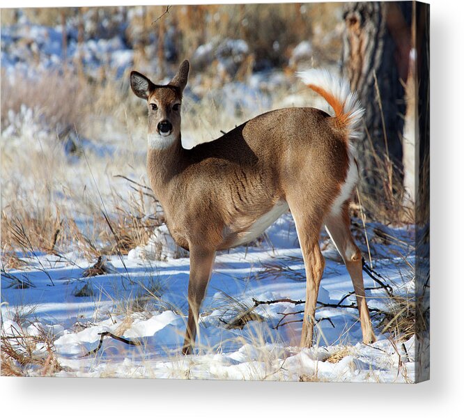 Deer Acrylic Print featuring the photograph Fancy Pants by Jim Garrison