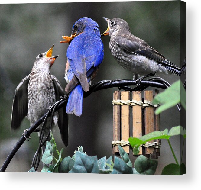 Animal Birds Bluebirds Chicks Nature Young Babies Acrylic Print featuring the photograph Feed Me by Gail Butler