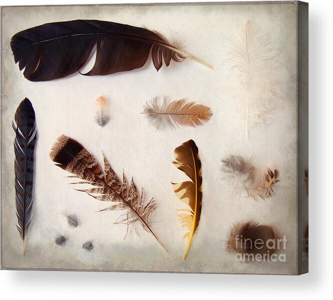 Feathers Acrylic Print featuring the photograph Finding Feathers 2 by Angie Rea