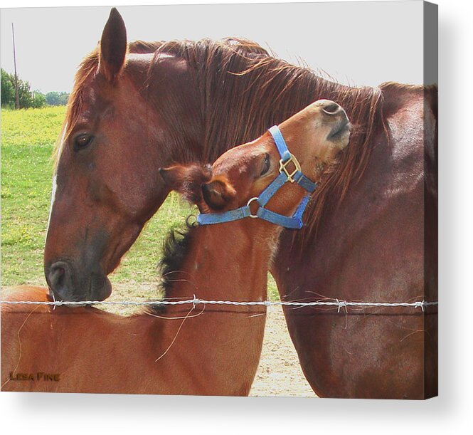 Foal Acrylic Print featuring the photograph First Hug by Lesa Fine