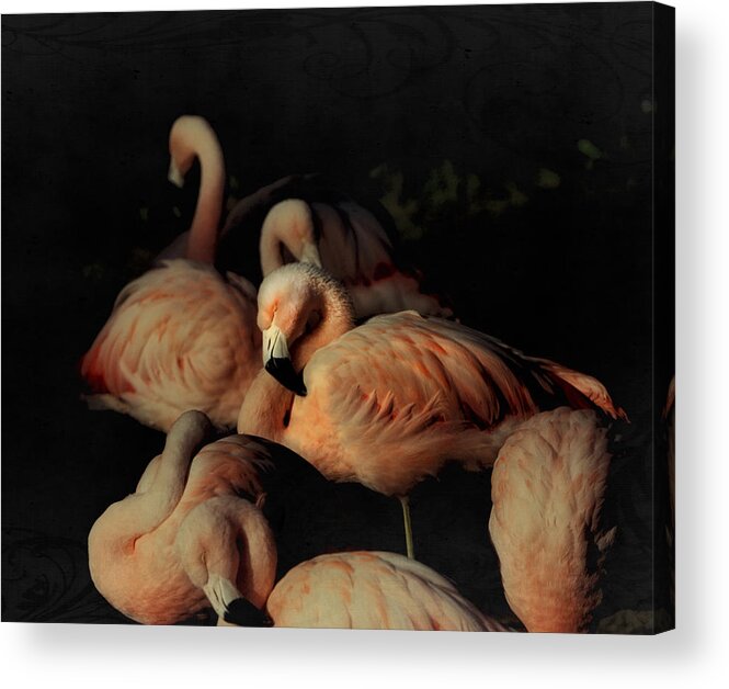  Flamingos In Repose Acrylic Print featuring the photograph Flamingos in Repose by Kandy Hurley