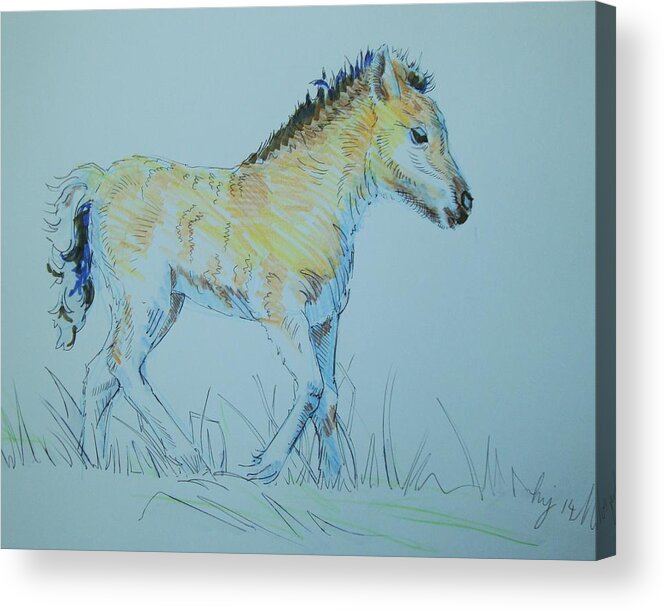 Foal Acrylic Print featuring the drawing Foal by Mike Jory