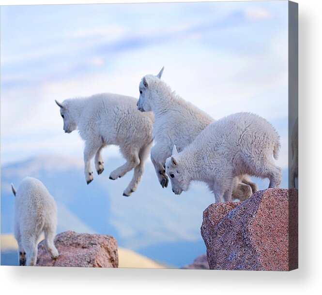 Mountain Goats; Posing; Group Photo; Baby Goat; Nature; Colorado; Crowd; Baby Goat; Mountain Goat Baby; Happy; Joy; Nature; Brothers Acrylic Print featuring the photograph Follow the Leader by Jim Garrison
