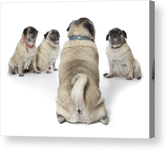 Pets Acrylic Print featuring the photograph Four old pugs sitting together on white by Back in the Pack dog portraits