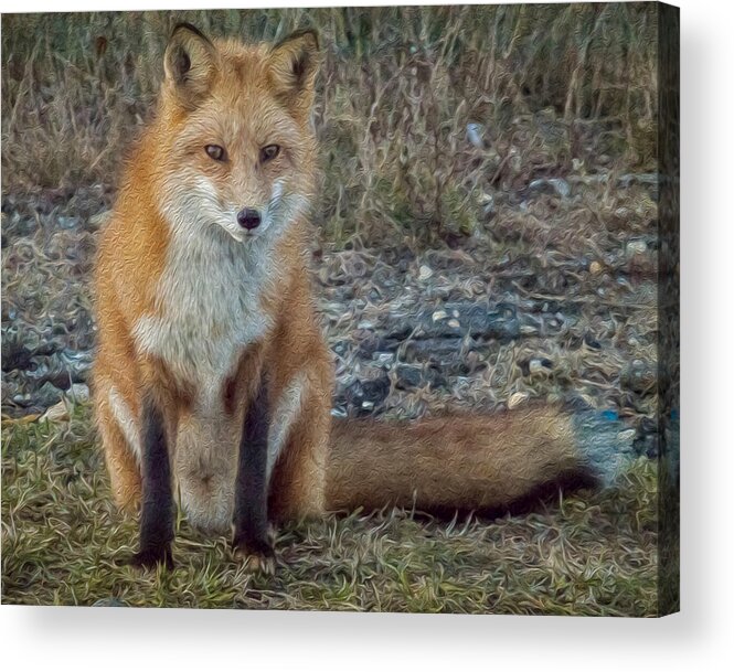 Fox Acrylic Print featuring the photograph Fox In Oil by Cathy Kovarik