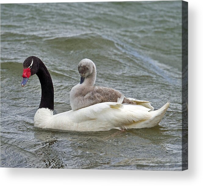 Black-necked Swan Acrylic Print featuring the photograph Free Ride by Tony Beck