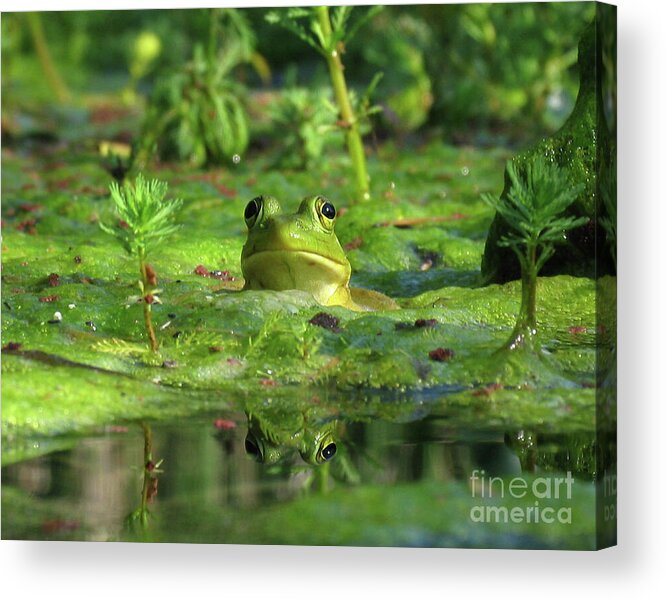 Frog Acrylic Print featuring the photograph Frog by Douglas Stucky