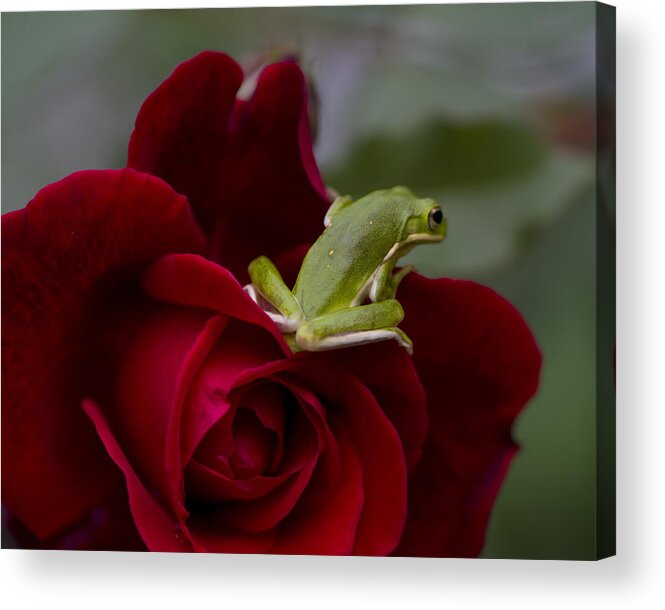 Hyla Cinerea Acrylic Print featuring the photograph Frogs and Roses by Kathy Clark