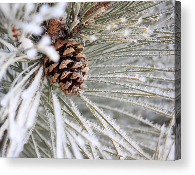 Pine Cone Acrylic Print featuring the photograph Frosty Norway Pine by Penny Meyers