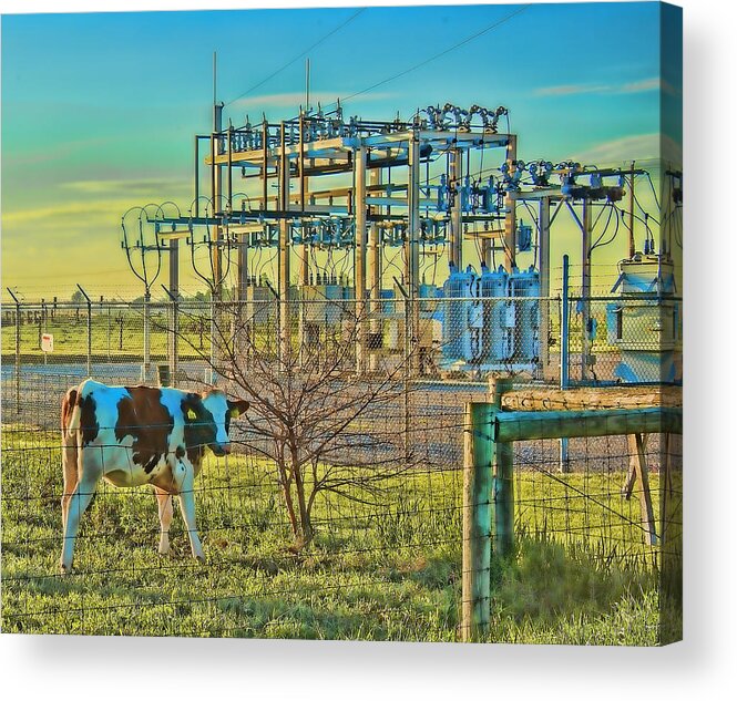 Cow Acrylic Print featuring the photograph Funky electric Milkshake by John Crothers