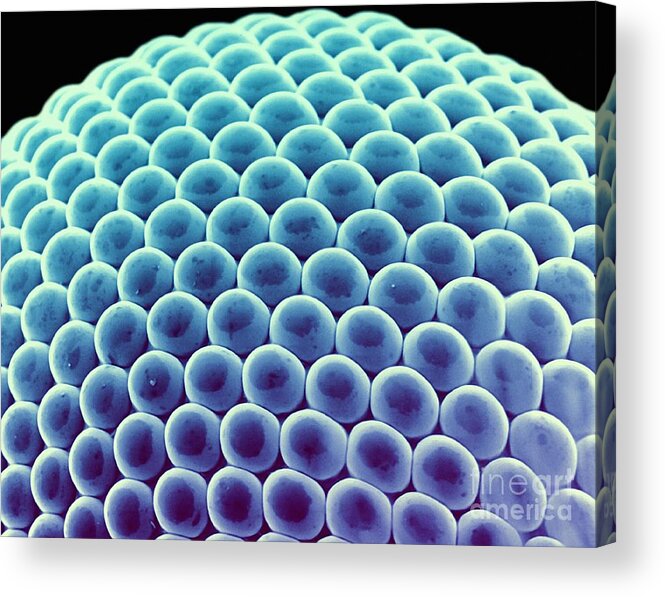 Anatomical Acrylic Print featuring the photograph Gall Midge Eye, Sem by Ami Images