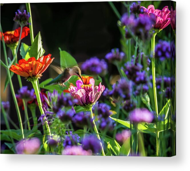 Animal Themes Acrylic Print featuring the photograph Garden Visitor by Straublund Photography