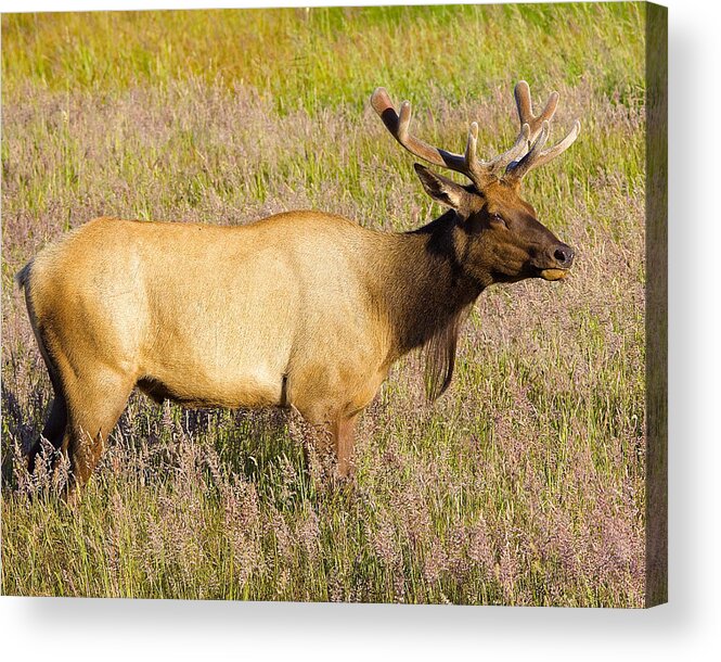 Elk Acrylic Print featuring the photograph Gazing Elk by Todd Kreuter