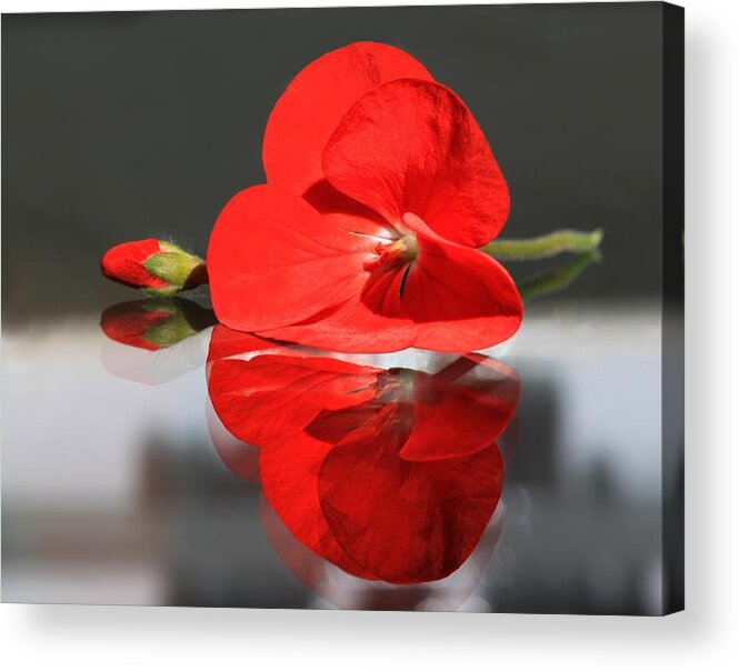 Red Flower Acrylic Print featuring the photograph Geranium Reflections 2 by Andrea Lazar