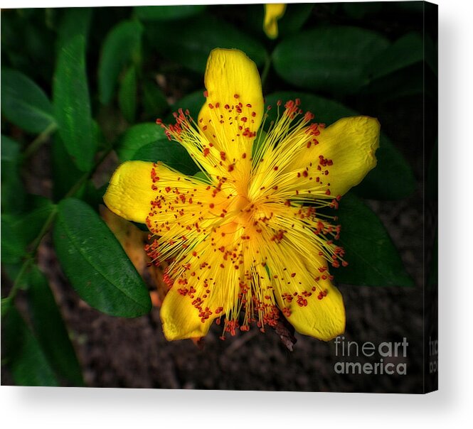 Flower Acrylic Print featuring the photograph Yellow and Red in a Sea of Green by Doc Braham
