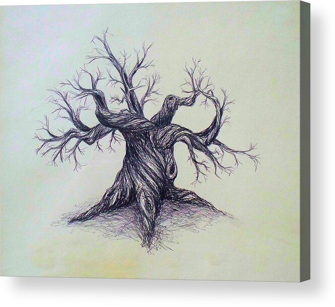 Gnarled Tree Pen Ink Paper Austin Texas Acrylic Print featuring the drawing Gnarled Tree by Troy Caperton