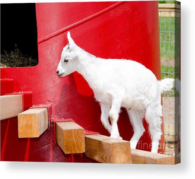 Goat Acrylic Print featuring the photograph Kid's Play by Laurel Best