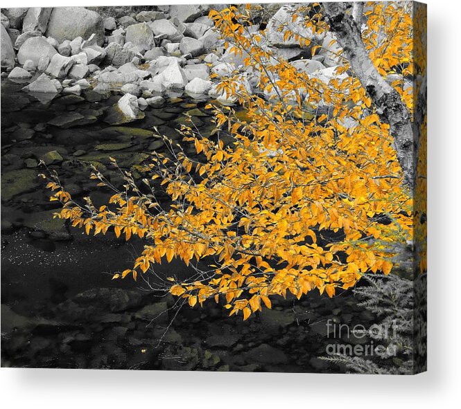 Floral Acrylic Print featuring the photograph Golden Leaves by Marcia Lee Jones