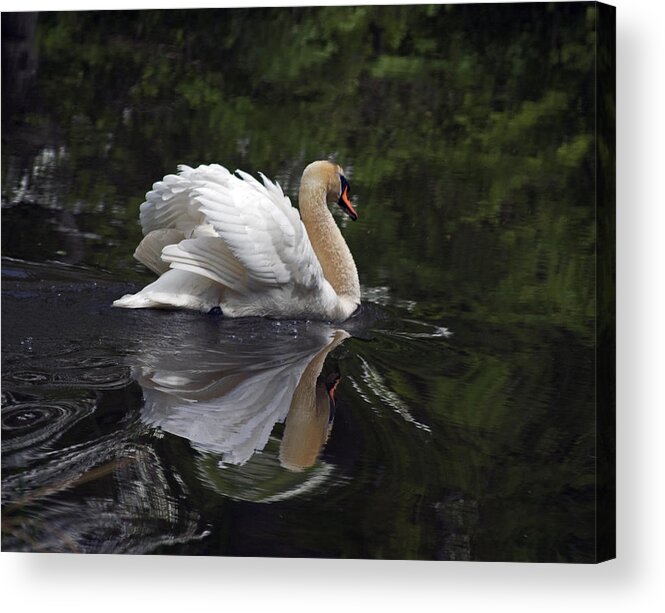 Swan Acrylic Print featuring the photograph Graceful Swan by Elsa Santoro