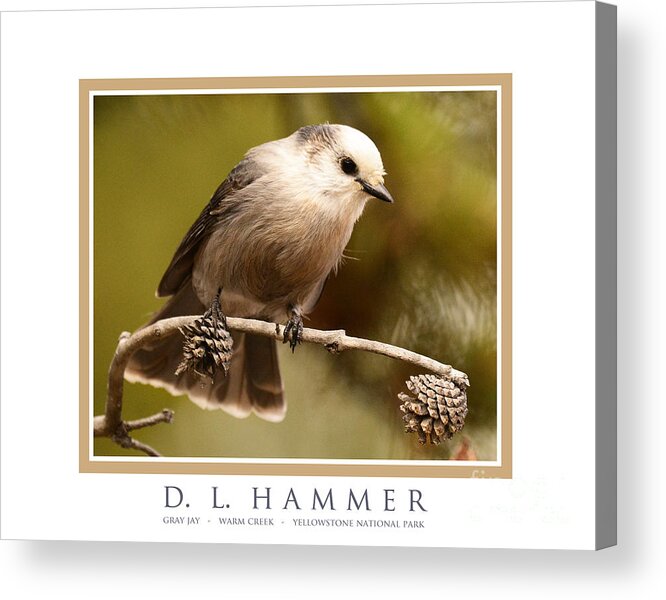 Bird Acrylic Print featuring the photograph Gray Jay by Dennis Hammer
