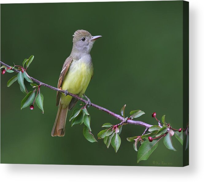 Great Crested Flycatcher Acrylic Print featuring the photograph Great Crested Flycatcher by Daniel Behm