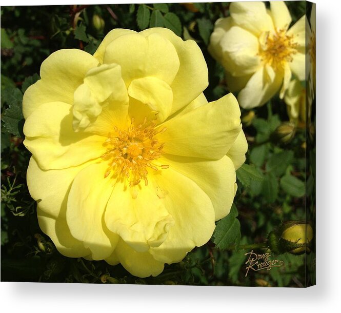 Great-grandma's Heirloom Rose Acrylic Print featuring the photograph Great-Grandma's Heirloom Rose by Doug Kreuger