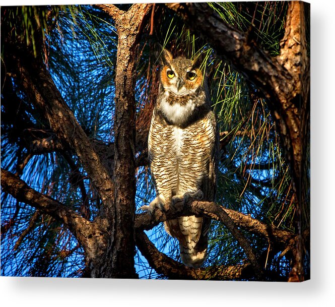 Owl Acrylic Print featuring the photograph Great Horned Owl by Mark Andrew Thomas