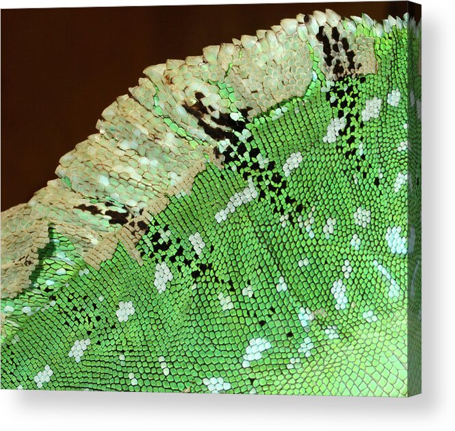 Reptile Acrylic Print featuring the photograph Green Basilisk Lizard Skin Pattern by Nigel Downer