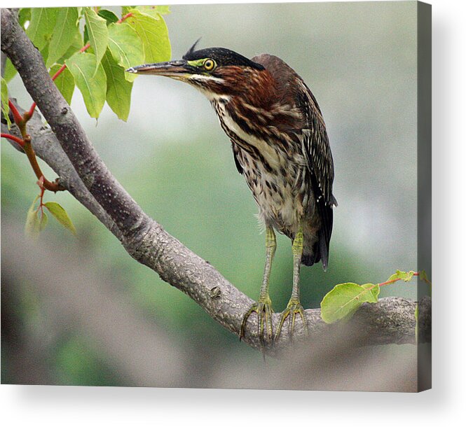 Wildlife Acrylic Print featuring the photograph Green Heron in Sumac by William Selander