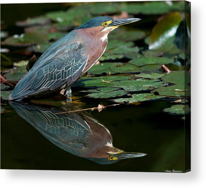 Green Acrylic Print featuring the photograph Green Heron Reflection 1 by Avian Resources
