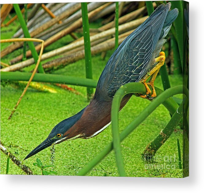 Bird Acrylic Print featuring the photograph Green Heron The Stretch by Larry Nieland