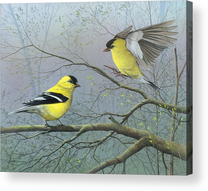 American Goldfinch Acrylic Print featuring the painting Greetings My Friend by Mike Brown