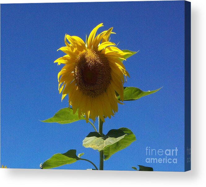 Sunflower Acrylic Print featuring the painting Sunflower with Open Arms by Margaret Welsh Willowsilk