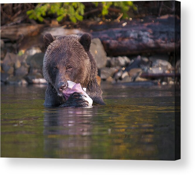 Grizzly Acrylic Print featuring the photograph Grizzly and Salmon by Bill Cubitt