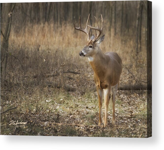 White Tail Acrylic Print featuring the photograph Handsome MN buck by Don Anderson