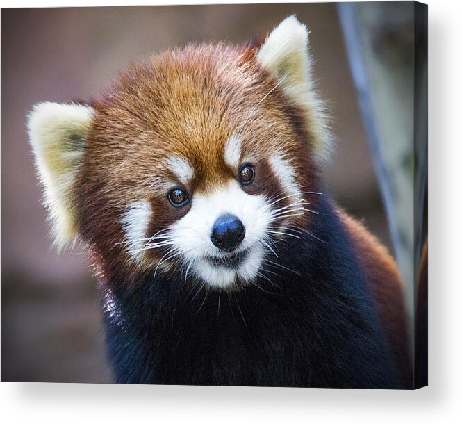 Red Panda Acrylic Print featuring the photograph Happy Red Panda by Jaki Miller