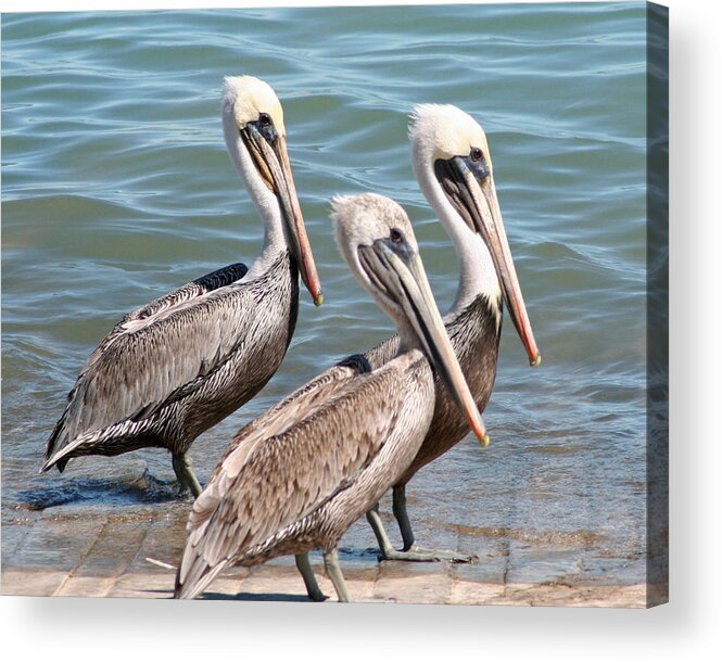 Pelican Acrylic Print featuring the photograph Harbor Masters by Dick Botkin