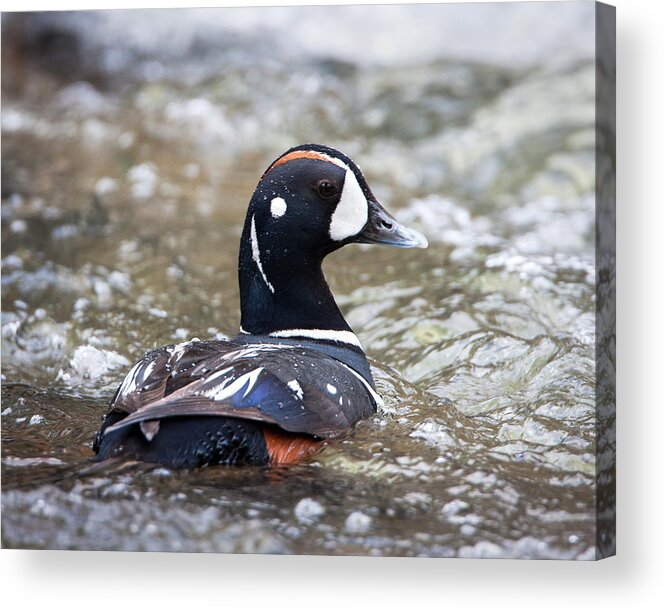 Harlequin Duck Acrylic Print featuring the photograph Harlequin Duck in Rapids by Jack Bell