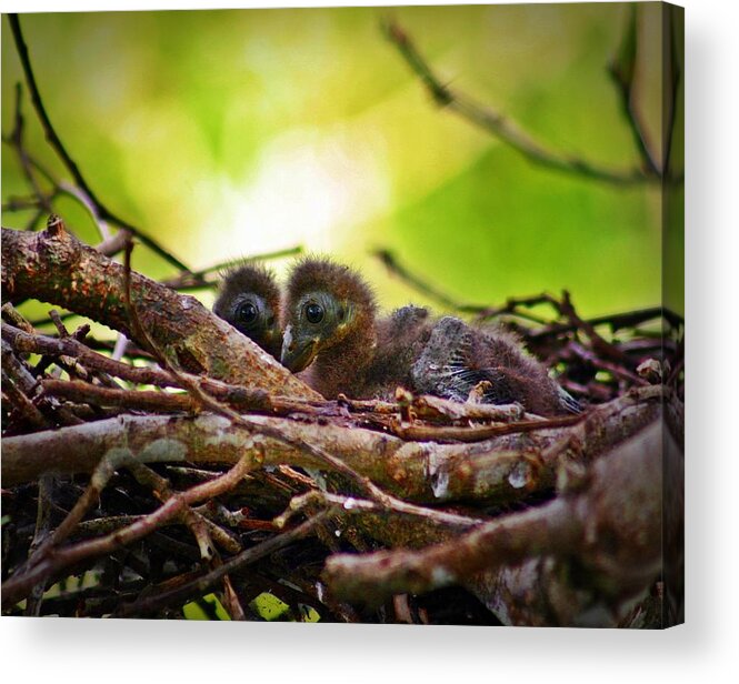 Opisthocomus Hoazin Acrylic Print featuring the photograph Hoatzin Hatchlings in the Amazon by Henry Kowalski